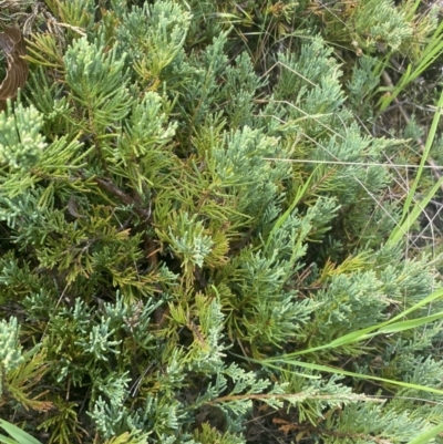 Juniperus horizontalis at Wamboin, NSW - 28 Oct 2022 by natureguy