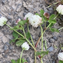 Trifolium pratense at Wamboin, NSW - 5 Nov 2022