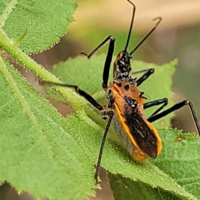 Gminatus australis (Orange assassin bug) at Bruce Ridge to Gossan Hill - 16 Jan 2023 by trevorpreston