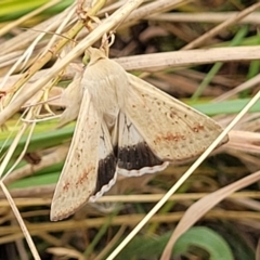 Helicoverpa punctigera (Native Budworm) at Bruce, ACT - 16 Jan 2023 by trevorpreston