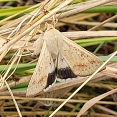 Helicoverpa punctigera at Bruce, ACT - 16 Jan 2023