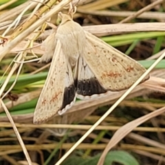 Helicoverpa punctigera at Bruce, ACT - 16 Jan 2023