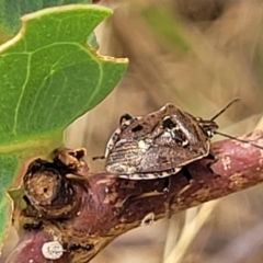 Cermatulus nasalis (Predatory shield bug, Glossy shield bug) at Flea Bog Flat, Bruce - 16 Jan 2023 by trevorpreston