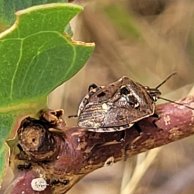 Cermatulus nasalis (Predatory shield bug, Glossy shield bug) at Bruce Ridge to Gossan Hill - 16 Jan 2023 by trevorpreston