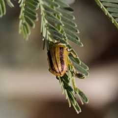 Calomela vittata (Acacia leaf beetle) at Throsby, ACT - 10 Jan 2023 by KorinneM