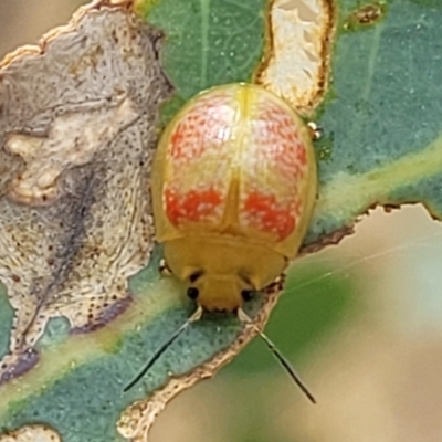 Paropsisterna fastidiosa (Eucalyptus leaf beetle) at Bruce Ridge to Gossan Hill - 16 Jan 2023 by trevorpreston
