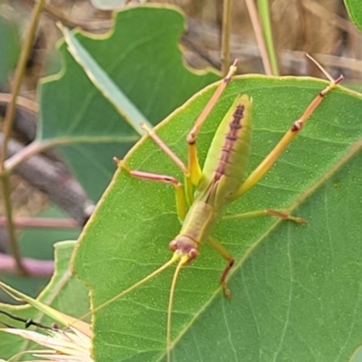 Torbia viridissima (Gum Leaf Katydid) at Bruce, ACT - 16 Jan 2023 by trevorpreston