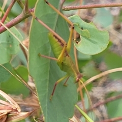 Torbia viridissima at Bruce, ACT - 16 Jan 2023