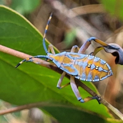 Amorbus alternatus (Eucalyptus Tip Bug) at Bruce, ACT - 16 Jan 2023 by trevorpreston