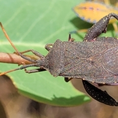 Amorbus sp. (genus) (Eucalyptus Tip bug) at Bruce, ACT - 16 Jan 2023 by trevorpreston