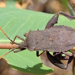 Amorbus sp. (genus) at Bruce, ACT - 16 Jan 2023