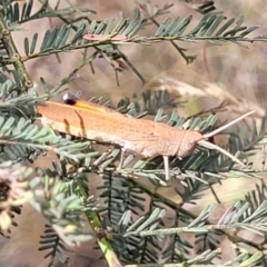 Goniaea opomaloides (Mimetic Gumleaf Grasshopper) at Bruce, ACT - 16 Jan 2023 by trevorpreston