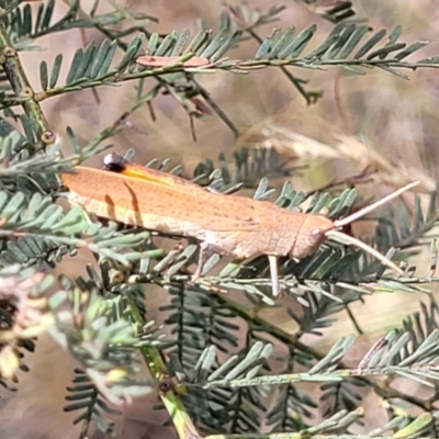 Goniaea opomaloides (Mimetic Gumleaf Grasshopper) at Flea Bog Flat, Bruce - 16 Jan 2023 by trevorpreston