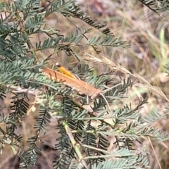 Goniaea opomaloides at Bruce, ACT - 16 Jan 2023