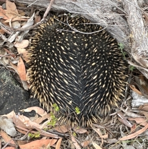 Tachyglossus aculeatus at Bruce, ACT - 16 Jan 2023