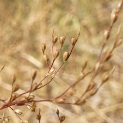 Juncus usitatus (Common Rush) at Bruce, ACT - 16 Jan 2023 by trevorpreston