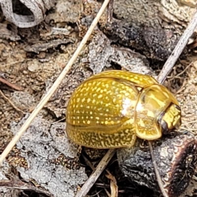 Paropsisterna cloelia (Eucalyptus variegated beetle) at Bruce, ACT - 16 Jan 2023 by trevorpreston