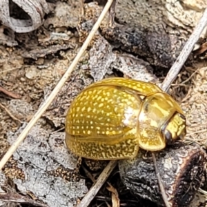 Paropsisterna cloelia at Bruce, ACT - 16 Jan 2023