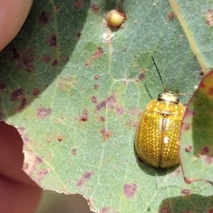 Paropsisterna cloelia at Bruce, ACT - 16 Jan 2023