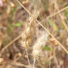 Cynosurus echinatus (Rough Dog's Tail Grass) at Bruce Ridge to Gossan Hill - 16 Jan 2023 by trevorpreston