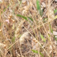 Cynosurus echinatus at Bruce, ACT - 16 Jan 2023