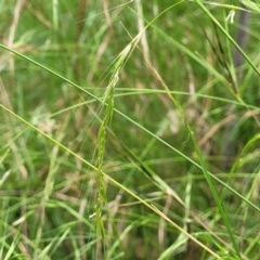 Microlaena stipoides (Weeping Grass) at Bruce Ridge to Gossan Hill - 16 Jan 2023 by trevorpreston