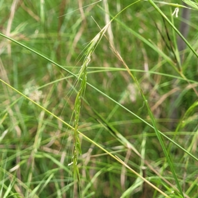 Microlaena stipoides (Weeping Grass) at Bruce Ridge to Gossan Hill - 16 Jan 2023 by trevorpreston