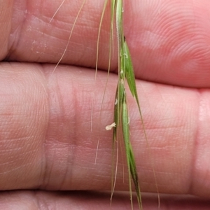 Microlaena stipoides at Bruce, ACT - 16 Jan 2023 02:48 PM