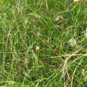 Microlaena stipoides at Bruce, ACT - 16 Jan 2023