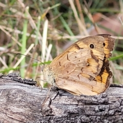 Heteronympha merope (Common Brown Butterfly) at Flea Bog Flat, Bruce - 16 Jan 2023 by trevorpreston