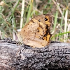 Heteronympha merope at Bruce, ACT - 16 Jan 2023 02:45 PM