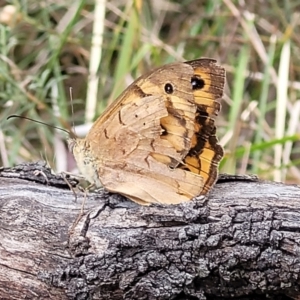 Heteronympha merope at Bruce, ACT - 16 Jan 2023 02:45 PM