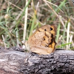 Heteronympha merope at Bruce, ACT - 16 Jan 2023 02:45 PM