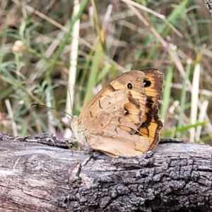 Heteronympha merope at Bruce, ACT - 16 Jan 2023