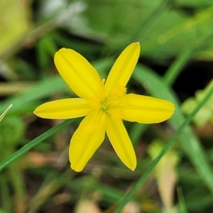 Tricoryne elatior at Bruce, ACT - 16 Jan 2023