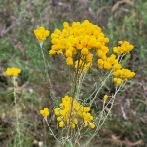 Chrysocephalum semipapposum at Bruce, ACT - 16 Jan 2023