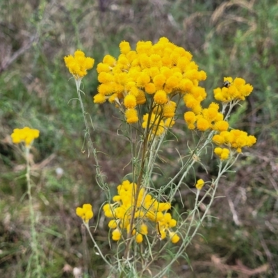 Chrysocephalum semipapposum (Clustered Everlasting) at Bruce, ACT - 16 Jan 2023 by trevorpreston