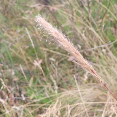 Dichelachne crinita (Long-hair Plume Grass) at Bruce, ACT - 16 Jan 2023 by trevorpreston