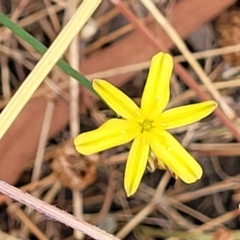 Tricoryne elatior (Yellow Rush Lily) at Bruce Ridge to Gossan Hill - 16 Jan 2023 by trevorpreston