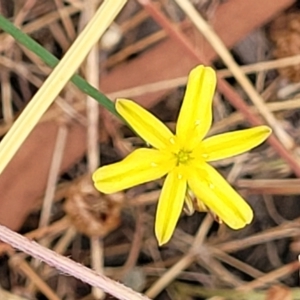 Tricoryne elatior at Bruce, ACT - 16 Jan 2023