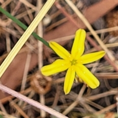 Tricoryne elatior at Bruce, ACT - 16 Jan 2023