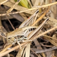Praxibulus sp. (genus) (A grasshopper) at Flea Bog Flat, Bruce - 16 Jan 2023 by trevorpreston