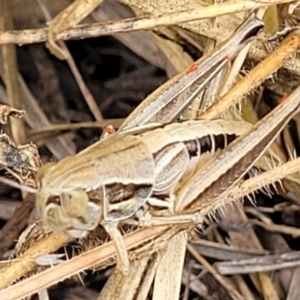 Praxibulus sp. (genus) at Bruce, ACT - 16 Jan 2023 02:32 PM