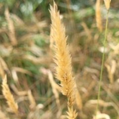 Anthoxanthum odoratum (Sweet Vernal Grass) at Bruce Ridge to Gossan Hill - 16 Jan 2023 by trevorpreston