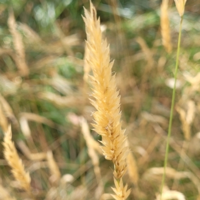 Anthoxanthum odoratum (Sweet Vernal Grass) at Bruce, ACT - 16 Jan 2023 by trevorpreston