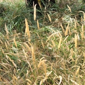 Anthoxanthum odoratum at Bruce, ACT - 16 Jan 2023