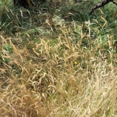 Anthoxanthum odoratum at Bruce, ACT - 16 Jan 2023 02:18 PM