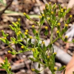 Senecio diaschides (Erect Groundsel) at Bruce, ACT - 16 Jan 2023 by trevorpreston