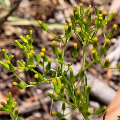 Senecio diaschides (Erect Groundsel) at Bruce Ridge to Gossan Hill - 16 Jan 2023 by trevorpreston