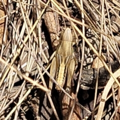 Praxibulus sp. (genus) (A grasshopper) at Bruce Ridge to Gossan Hill - 16 Jan 2023 by trevorpreston